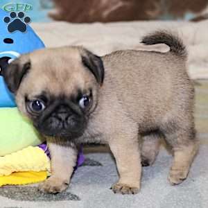 Sierra, Pug Puppy